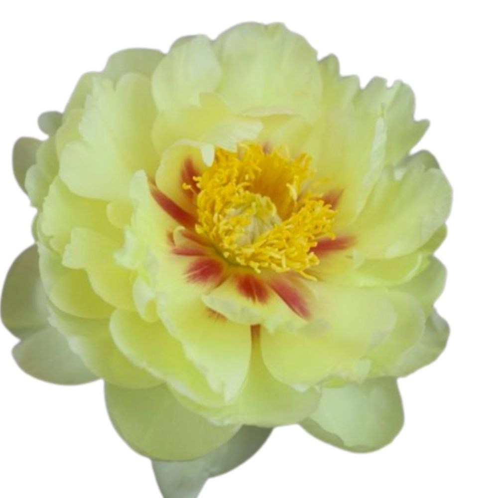 Paeonia bartzella
