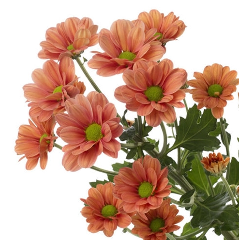 Chrysanthemum spray domestic salmon | Wholesale flowers, plants and supplies Chrysanthemum spray domestic salmon