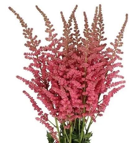 Astilbe coral island