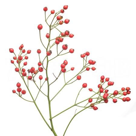 Rose Hip fair jewel