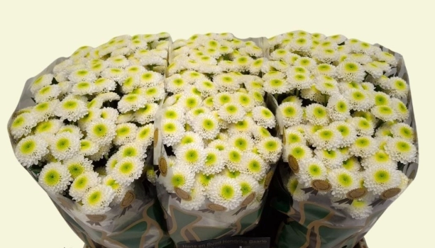 Chrysanthemum santini collin