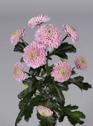 Chrysanthemum santini ellison pink