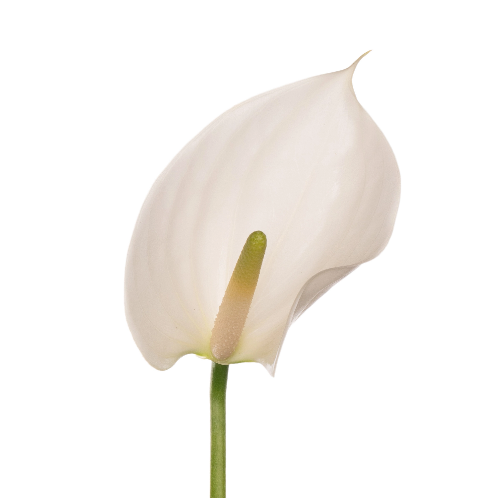 Anthurium whisper