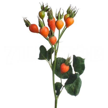 Rose Hip pumpkin