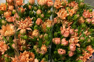 Ranunculus moderna salmon star