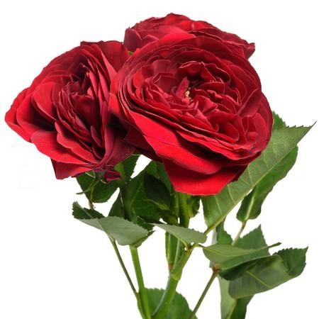 Rose spray ruby gem
