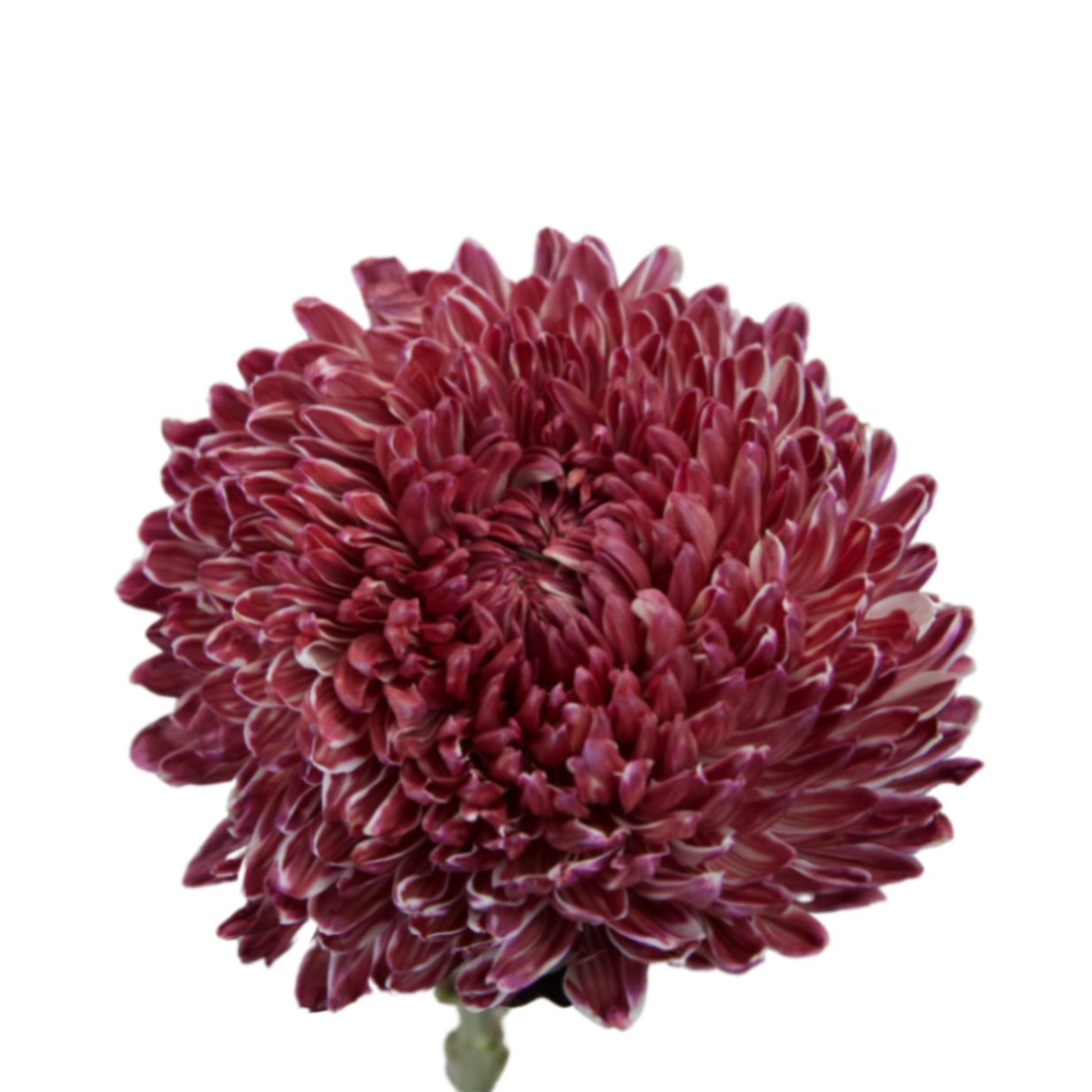 Chrysanthemum tinted maroon