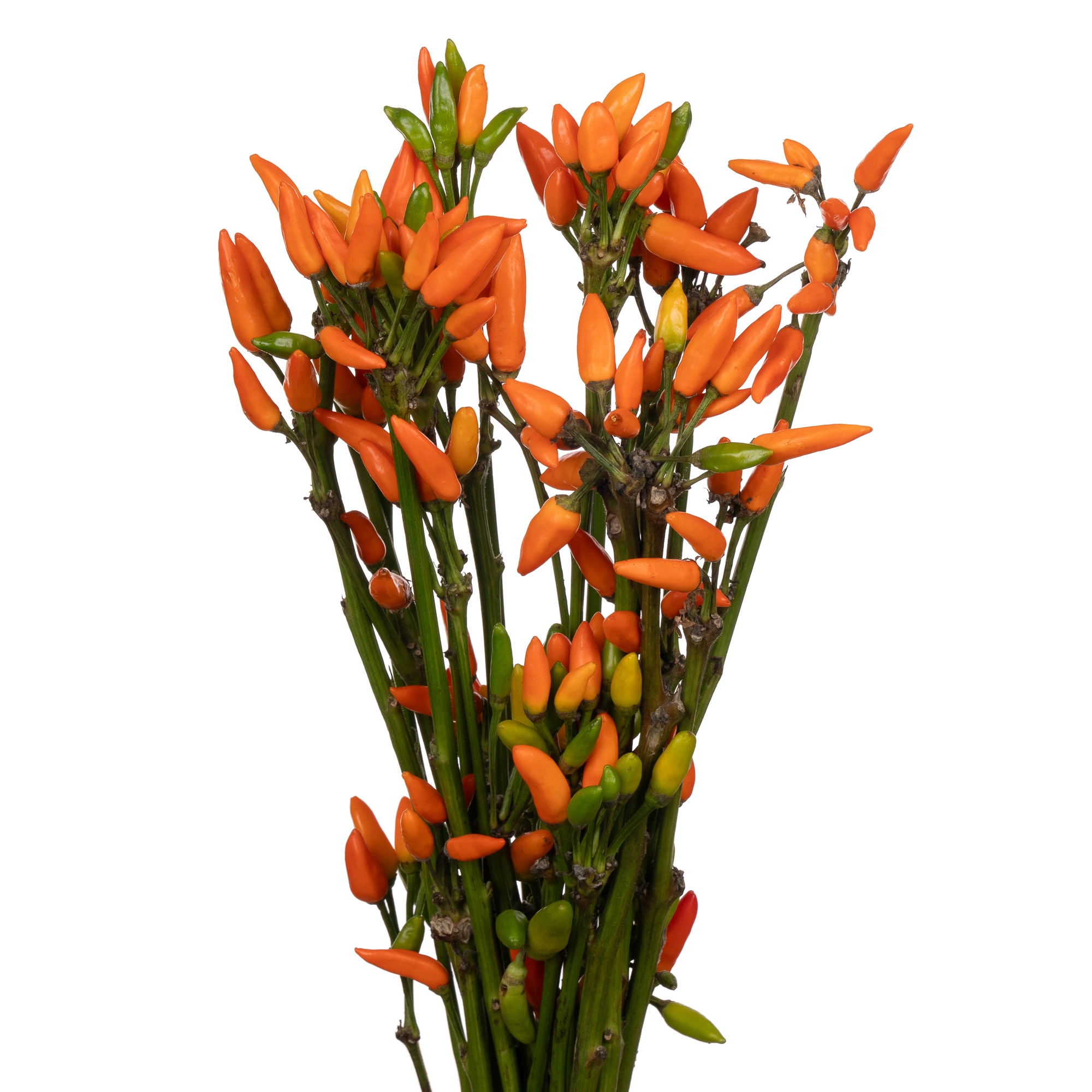 Capsicum paprika orange