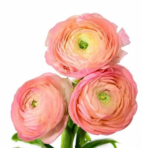 Ranunculus clooney salmon