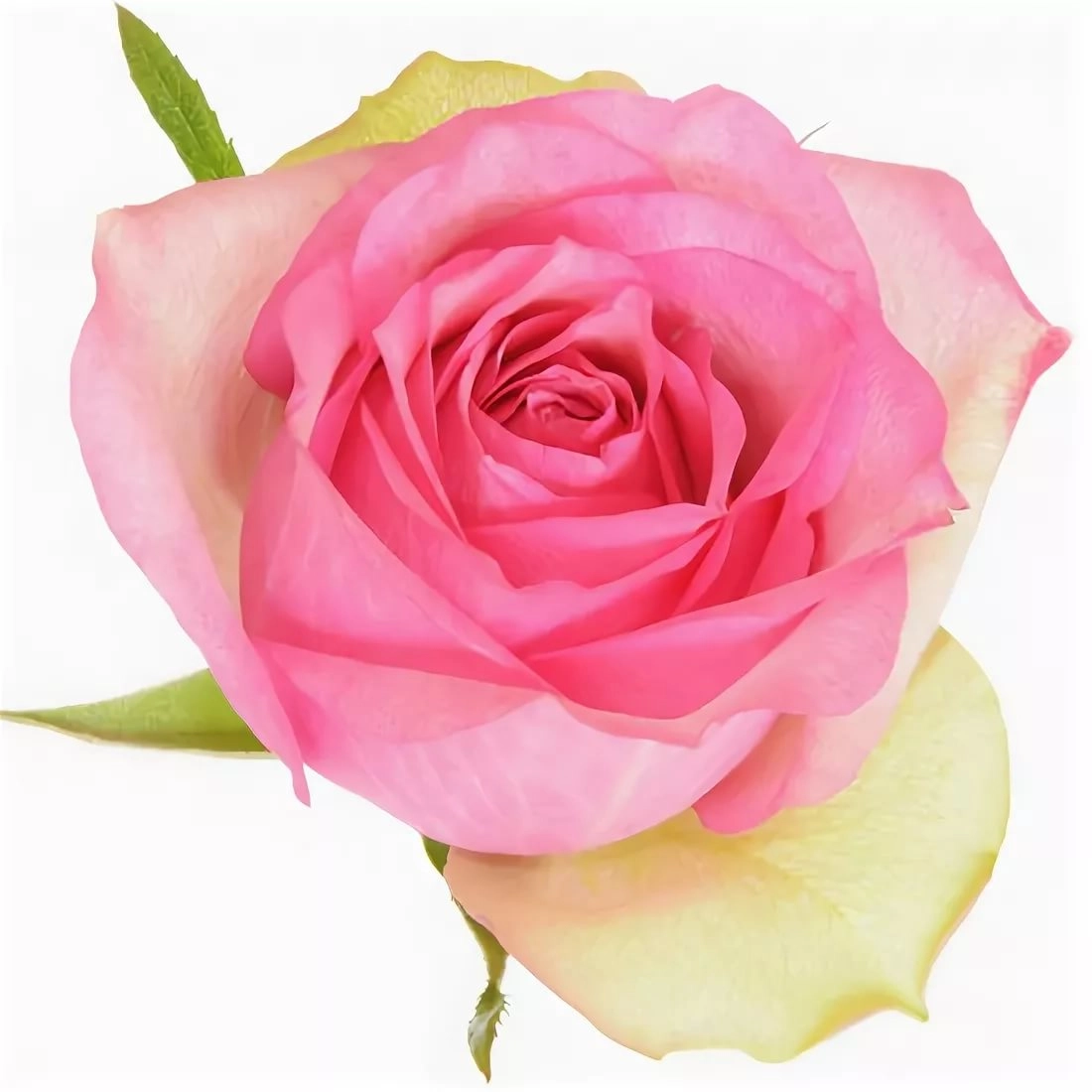 Rose eye catcher