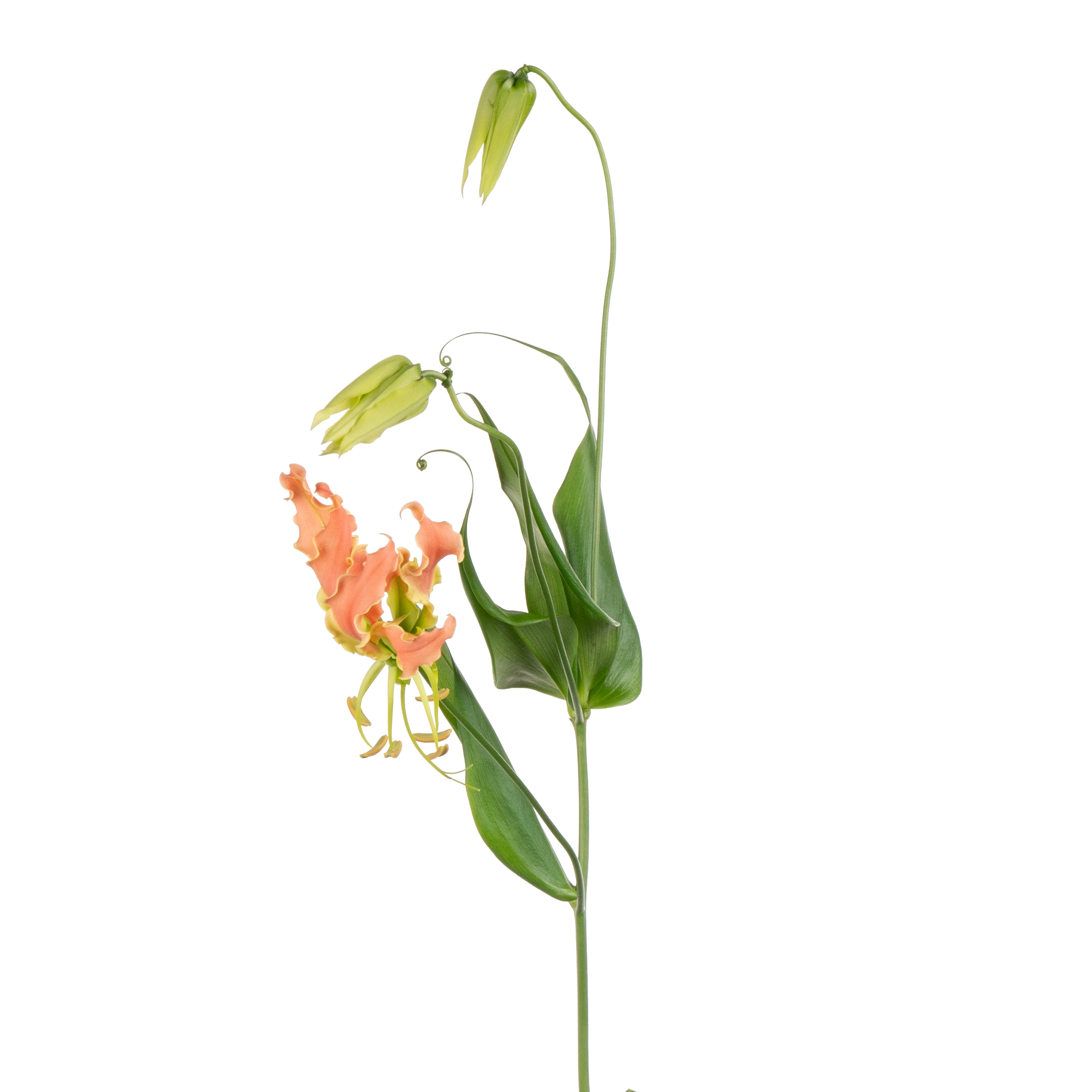 Gloriosa exotic orange | Wholesale flowers, plants and supplies Gloriosa exotic orange