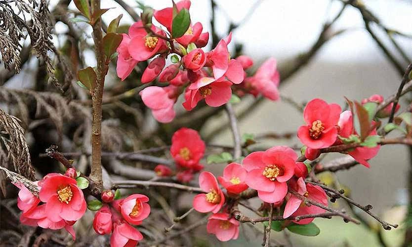 Chaenomeles japonica
