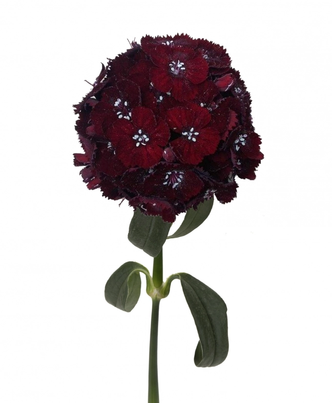 Carnation kiwi kico plum