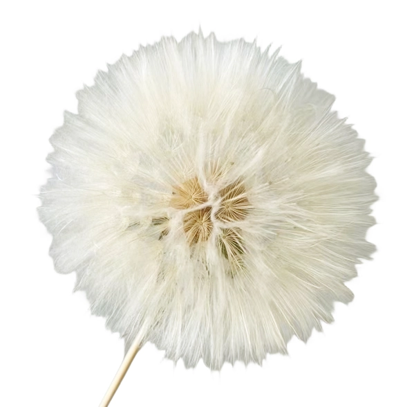 Dried Dandelion Preserved White