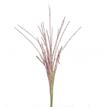 Miscanthus malepartus
