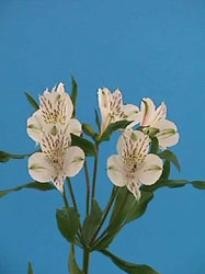 Alstroemeria diamond | Wholesale flowers, plants and supplies Alstroemeria diamond