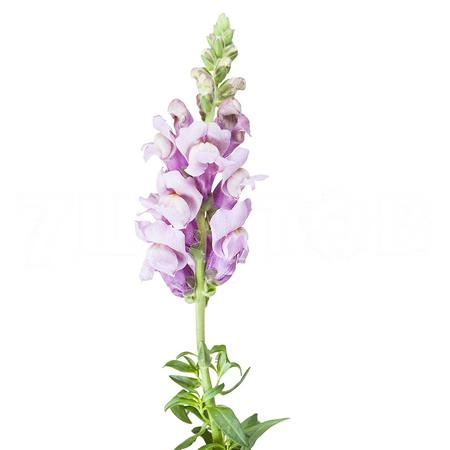 Antirrhinum potomac lavender