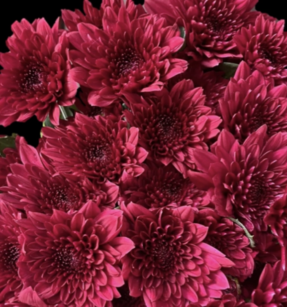 Chrysanthemum santini dante red | Wholesale flowers, plants and supplies Chrysanthemum santini dante red