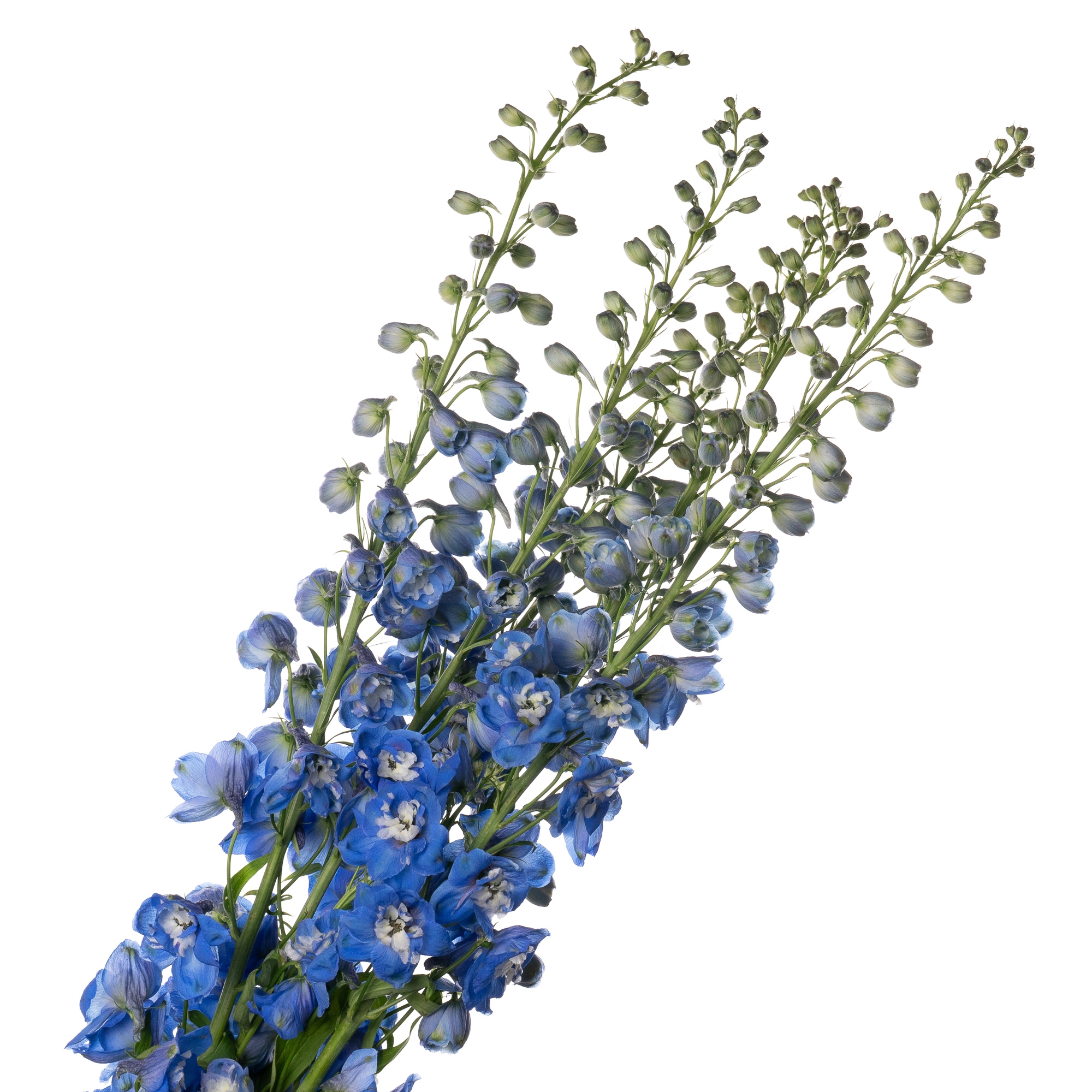 Delphinium double aurora blue