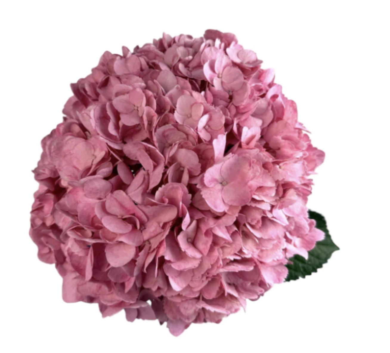 Hydrangea jumbo soft rose
