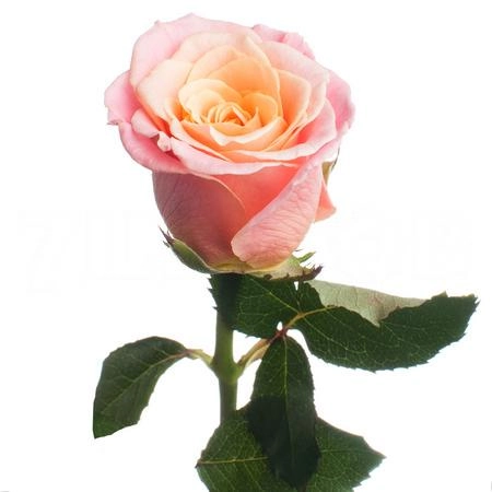 Rose miss piggy+ | Wholesale flowers, plants and supplies Rose miss piggy+