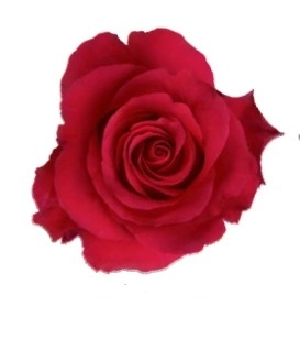 Rose altamira | Wholesale flowers, plants and supplies Rose altamira