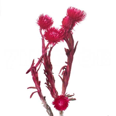 Kaaps tinted phaenocoma red