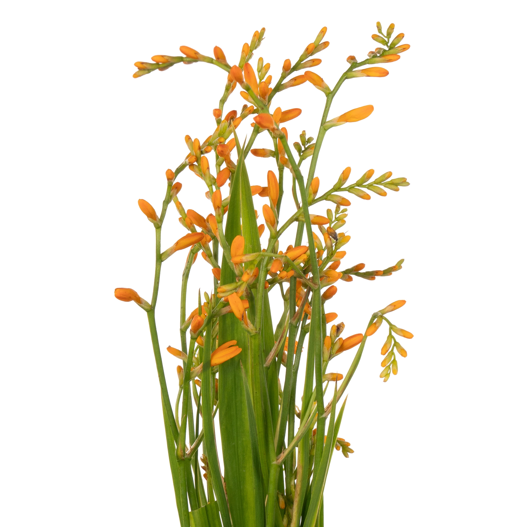 Crocosmia george davidson