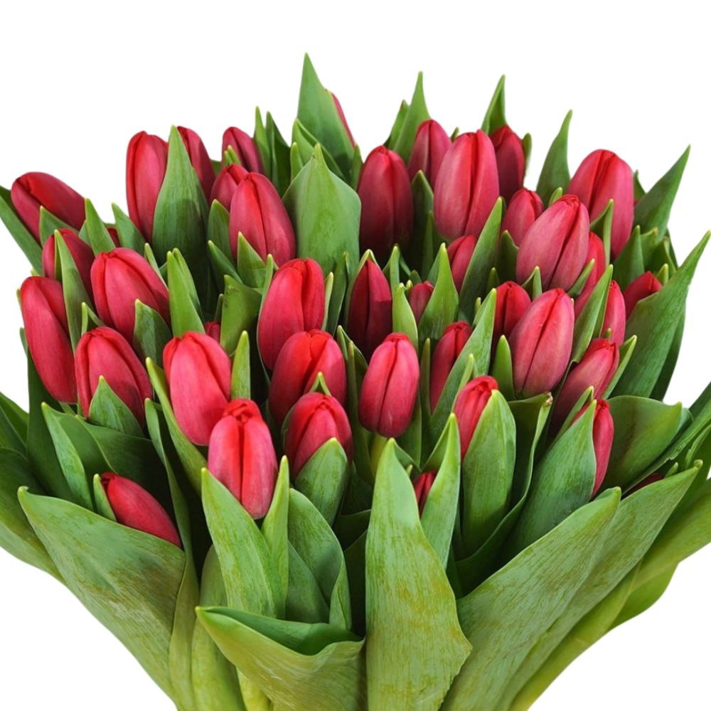 Tulip enkel surrender