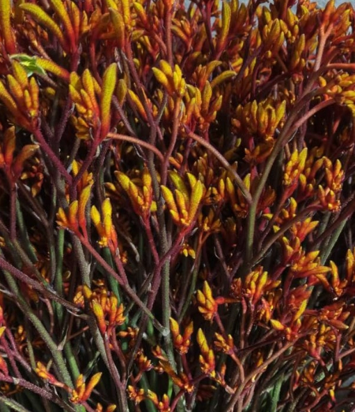 Anigozanthos orange fever
