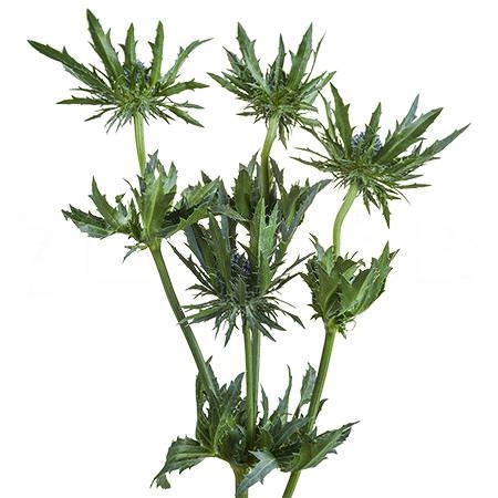 Eryngium orion questar