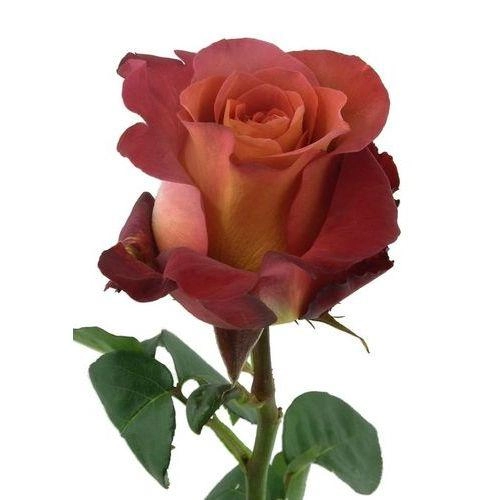 Rose coffee break