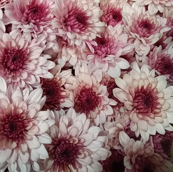 Chrysanthemum spray maranelo
