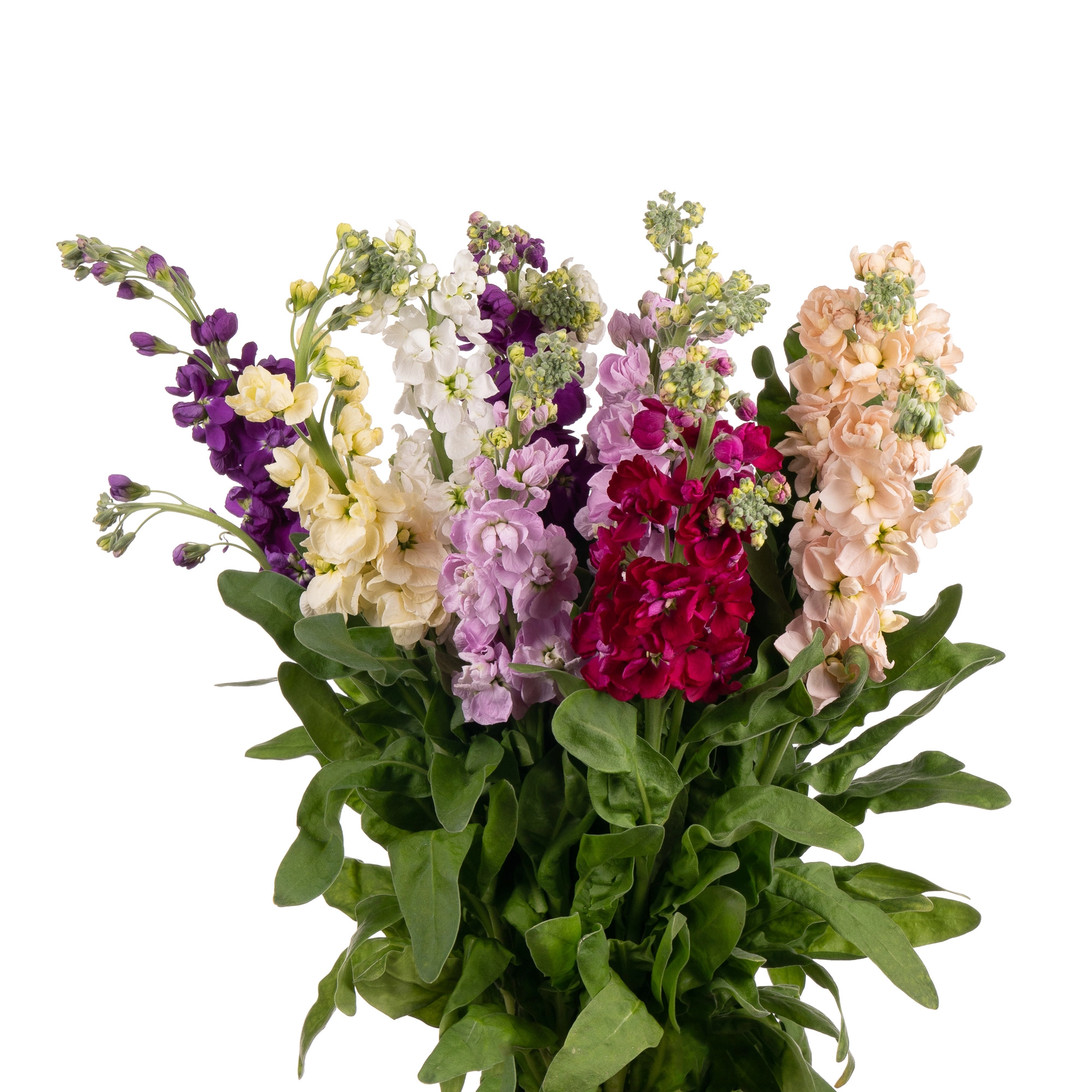 Matthiola mix
