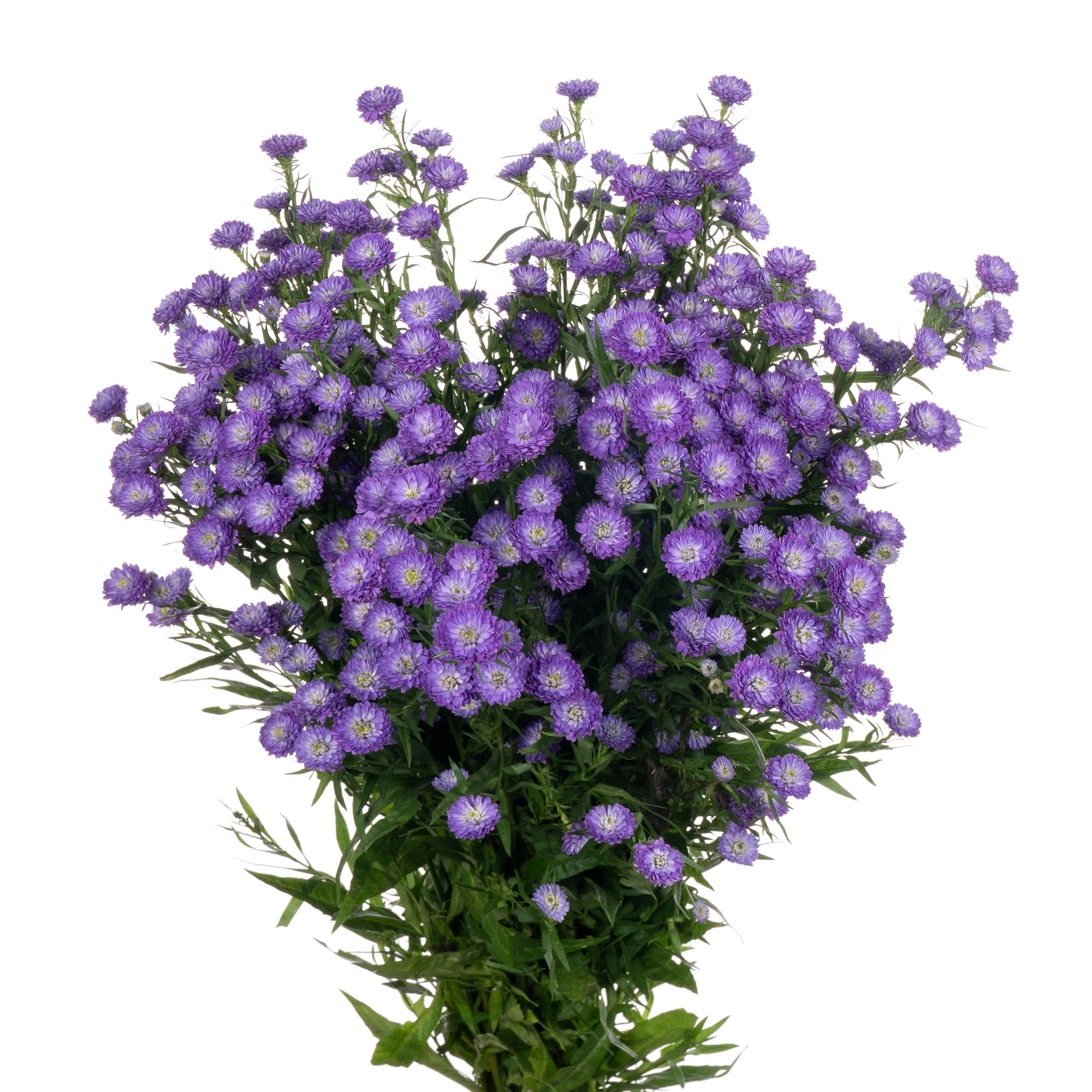 Aster astee parade