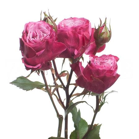 Rose spray kylie