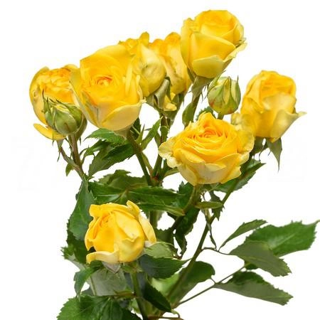 Rose spray goldilocks