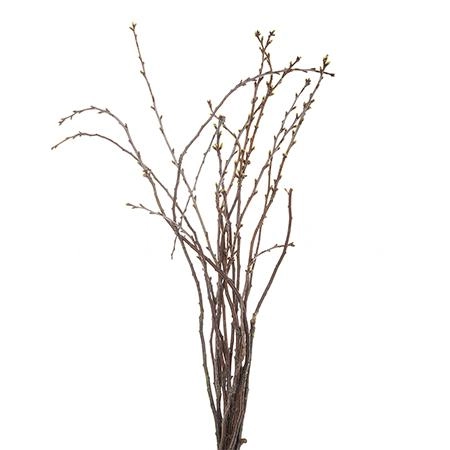 Branch Cherry flowering | Wholesale flowers, plants and supplies Branch Cherry flowering