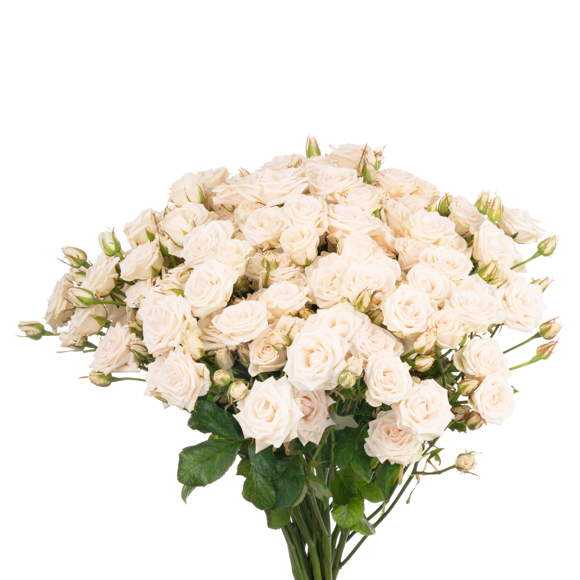 Rose spray porcelina