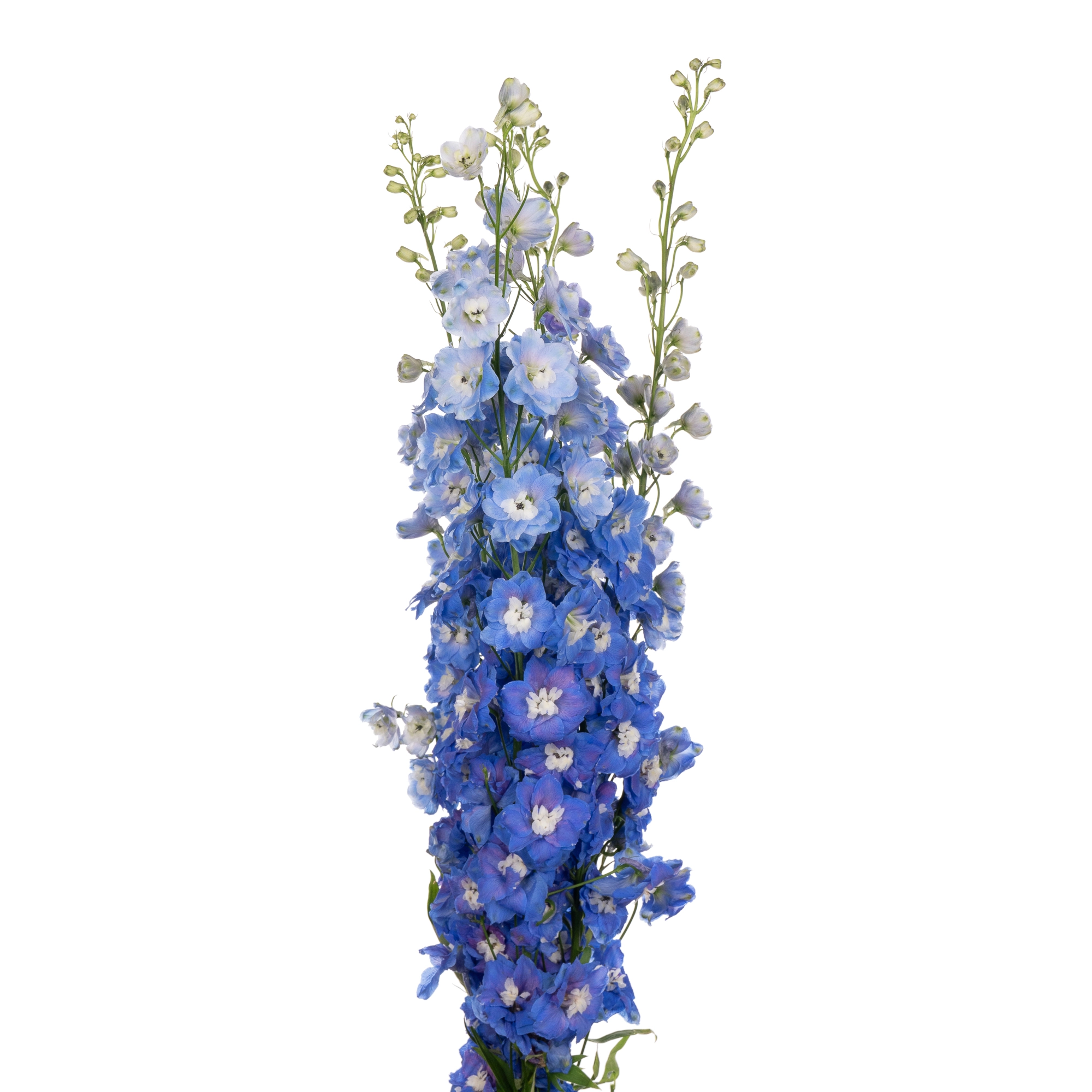 Delphinium aurora blue