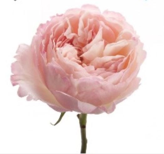 Rose david austin keira | Wholesale flowers, plants and supplies Rose david austin keira