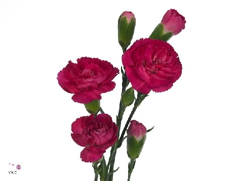 Carnation spray weekend
