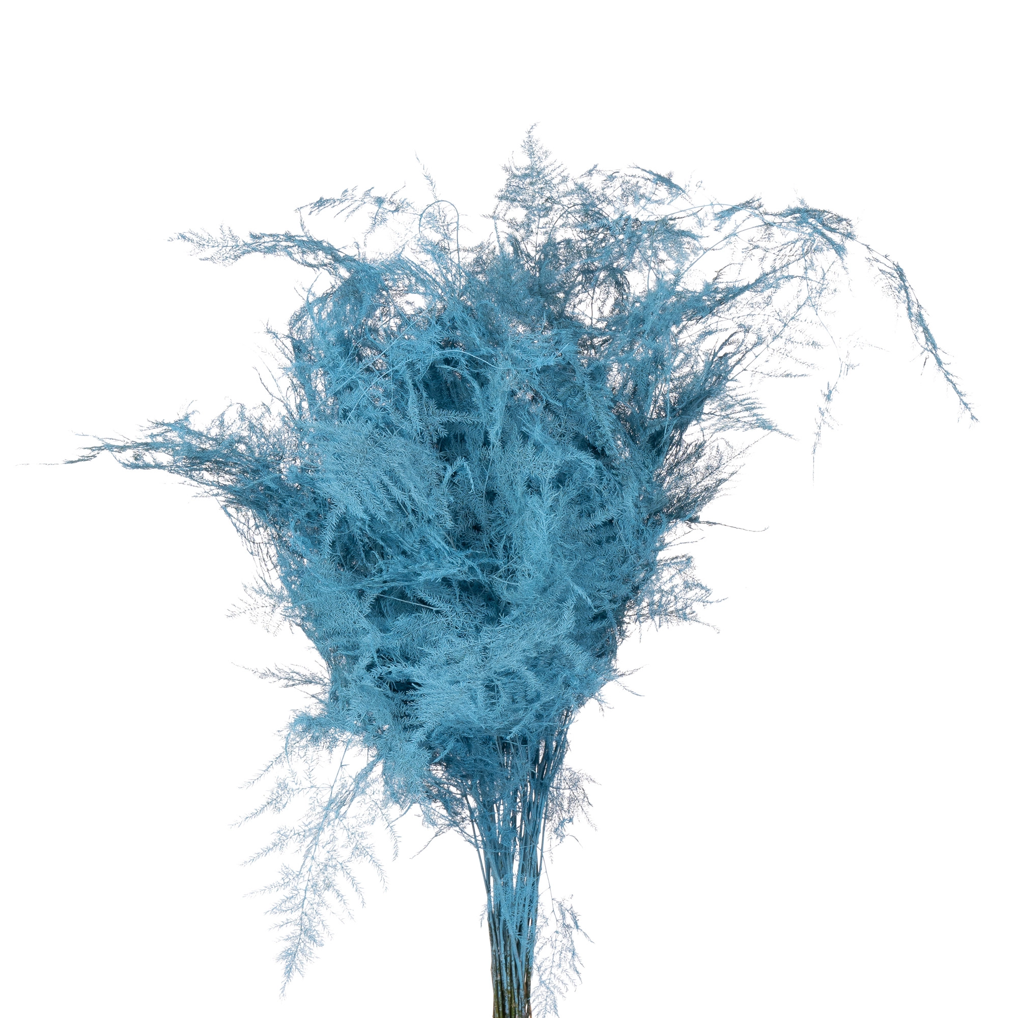 Blad Asparagus tinted light blue