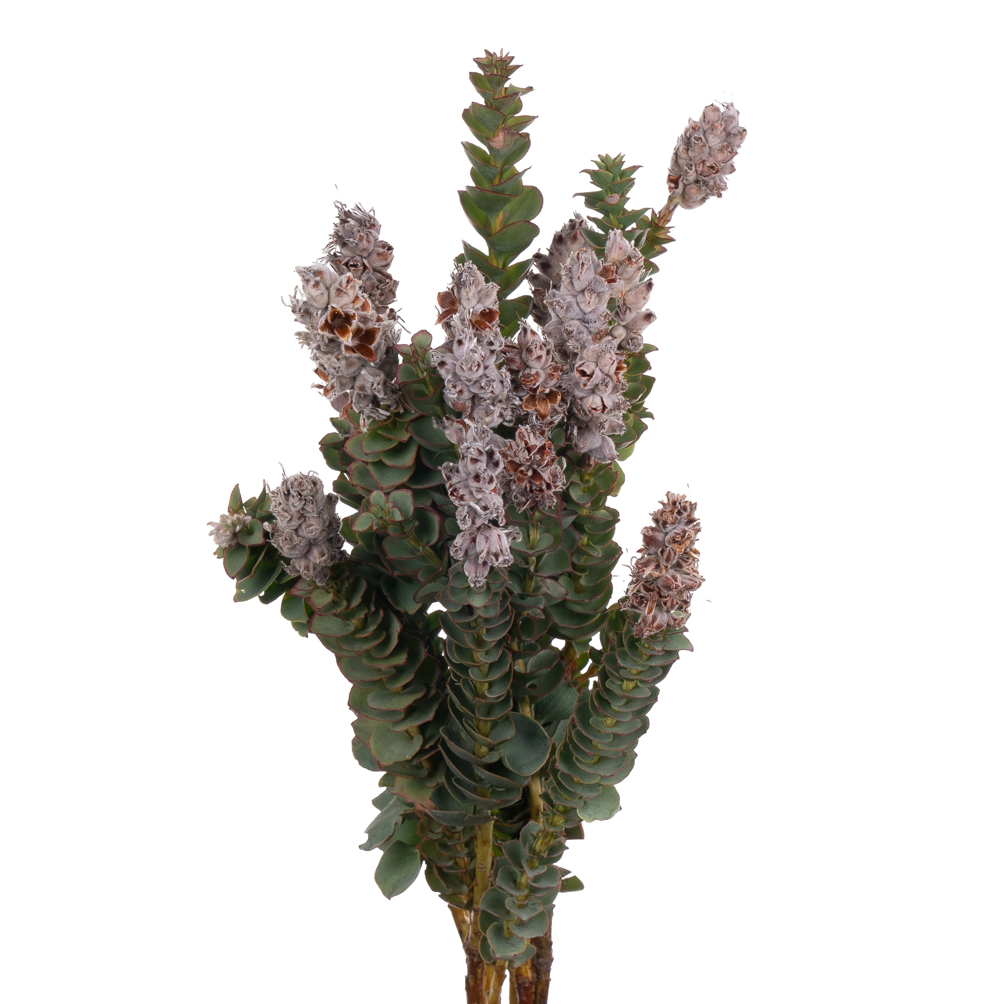 Kaaps paranomus | Wholesale flowers, plants and supplies Kaaps paranomus
