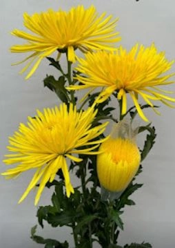 Chrysanthemum single calafuria sunny | Wholesale flowers, plants and supplies Chrysanthemum single calafuria sunny