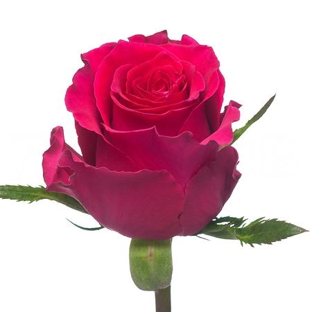Rose gotcha