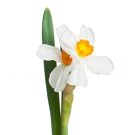Narcissus geranium