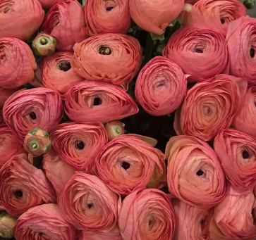 Ranunculus clooney lobster