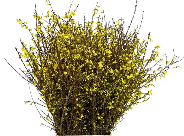 Branch Forsythia yellow