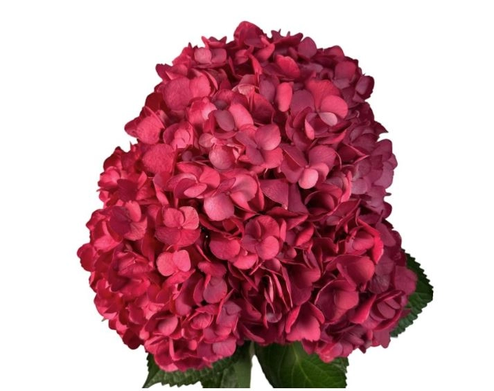 Hydrangea jumbo cherry passion